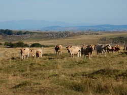 mini_aubrac-614ae343f2b75.jpg