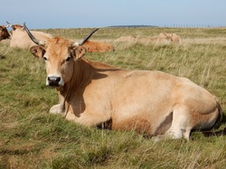 mini_aubrac-614ae6e995dac.jpg
