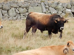 mini_aubrac-614aee27d70bf.jpg