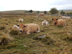 mini_aubrac-614aee291a80e.jpg