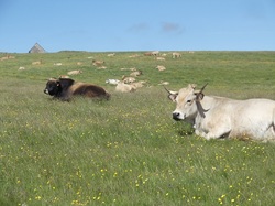 Illustration de la galerie