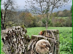 Illustration de la galerie