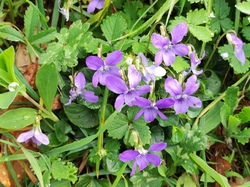 Illustration de la galerie