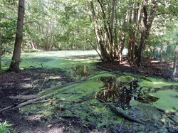 Illustration de la galerie