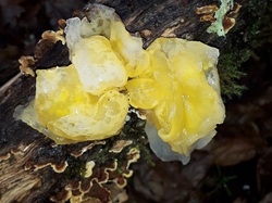 Illustration de la galerie